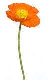Mohn