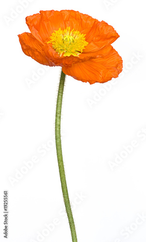 Mohn