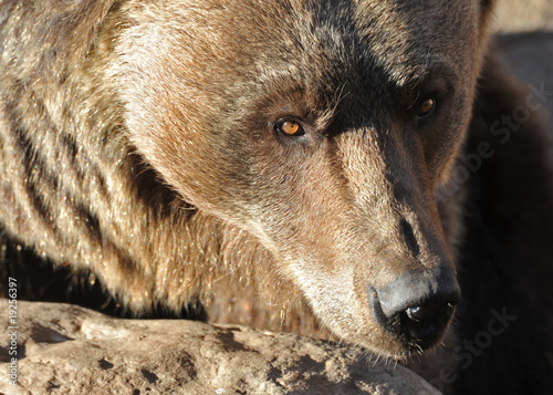 Wallpaper Mural regard d'ours Torontodigital.ca