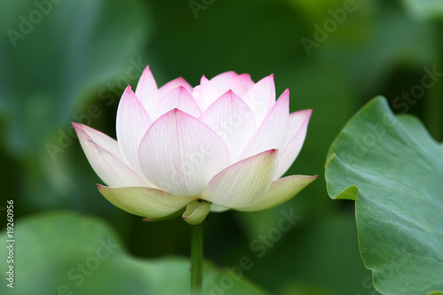 White lotus plant in full blossom.