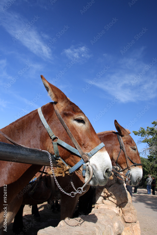 Mule at the Grand Canyon National Park..