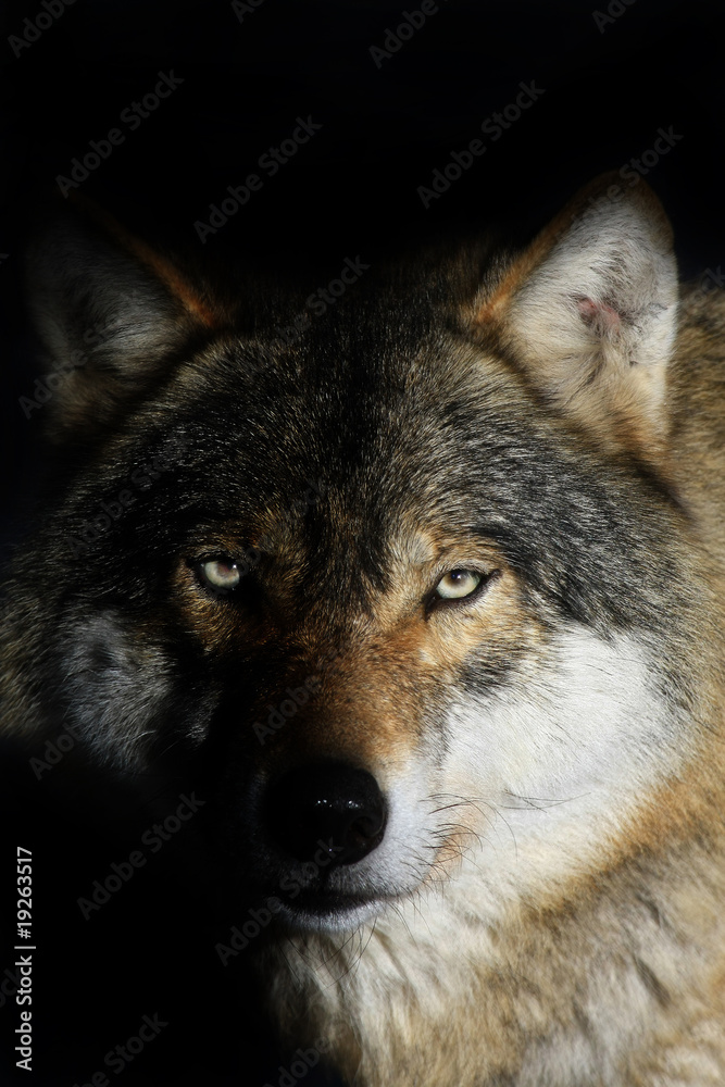 Naklejka premium Wolf