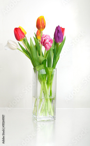 Tulips in a vase