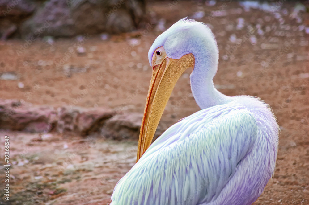 Fototapeta premium One blue pelican
