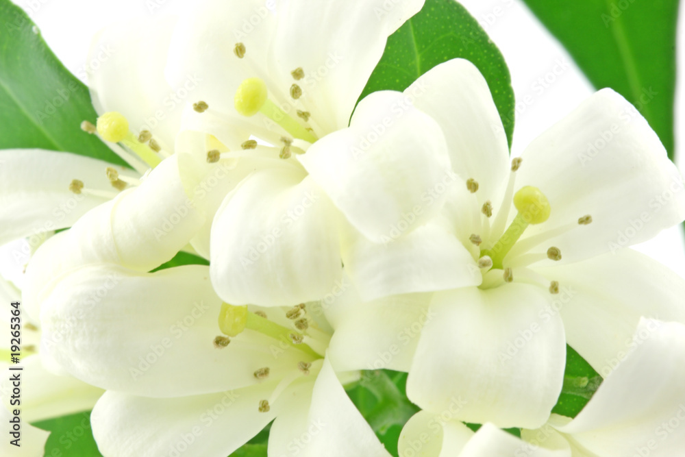 Fototapeta premium fleurs blanches murraya exotica, bois Chine