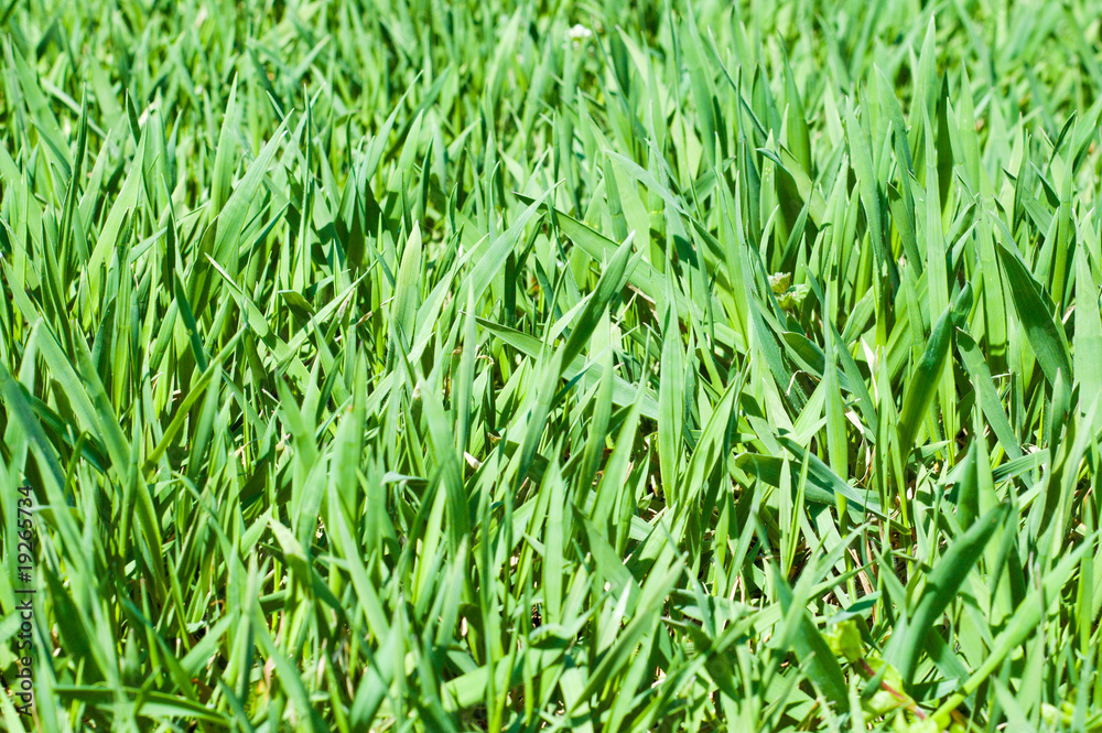 Fototapeta premium Green grass background