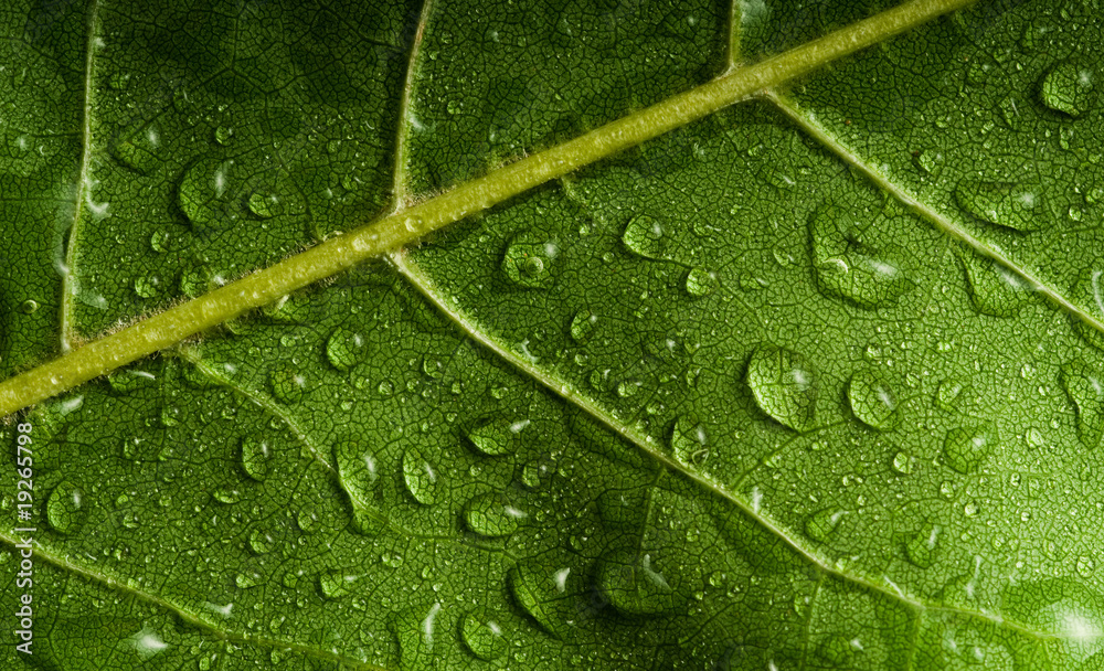 Leaf Leaf