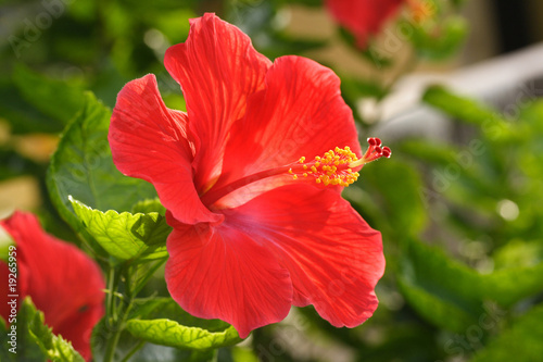 Beautiful red hibiscus flower © FocalPoint