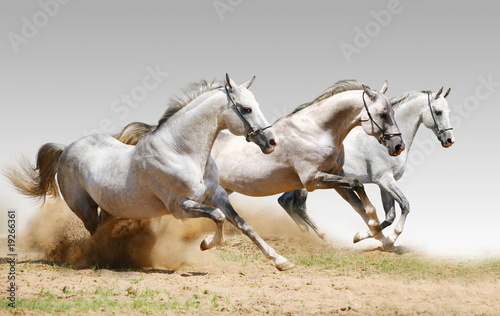 three stallions in dust #19266361