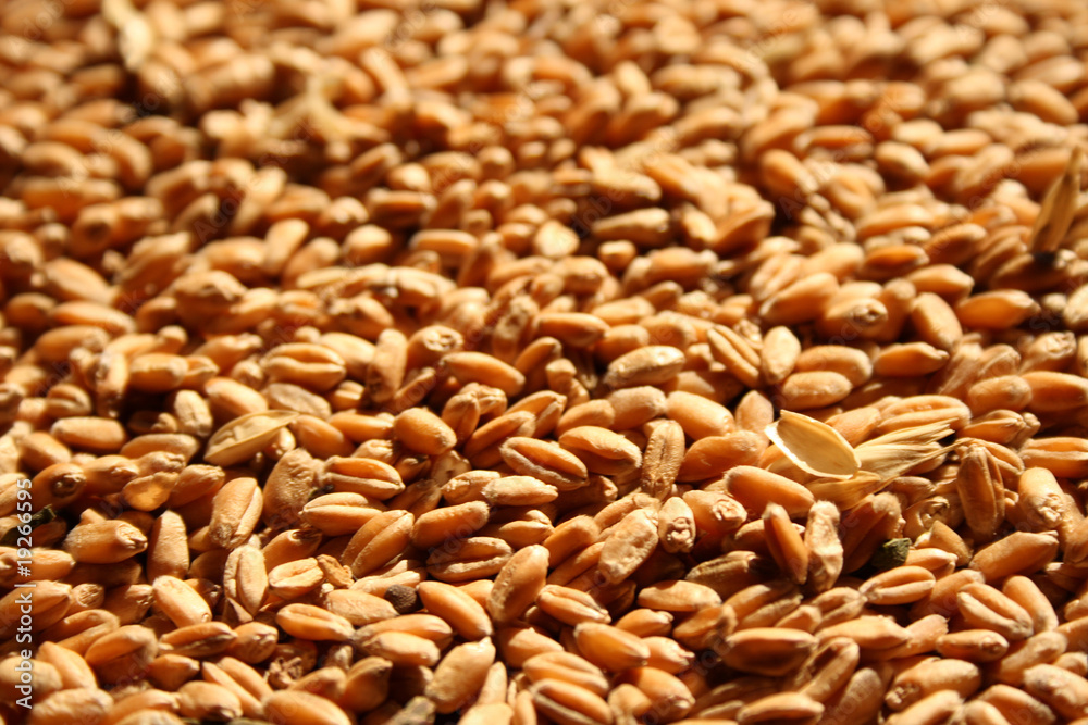 background from wheat background from wheat