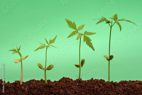 A row of plants growing from soil