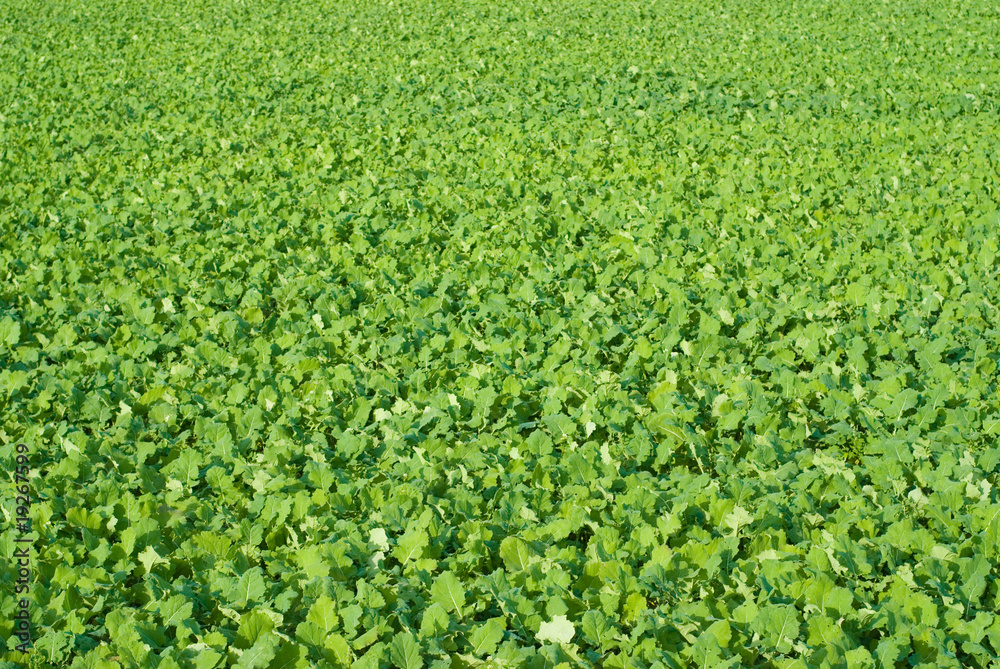 Beetroot Field