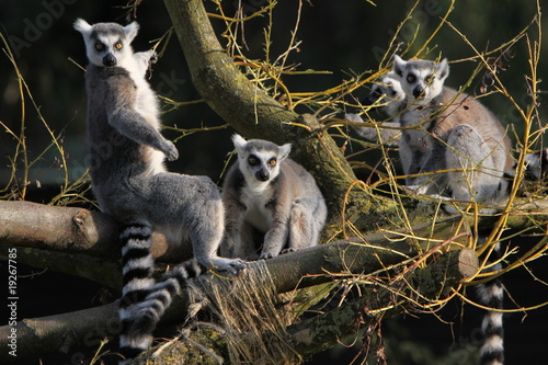 Canvas Print Katta-Gruppe in einem Baum
