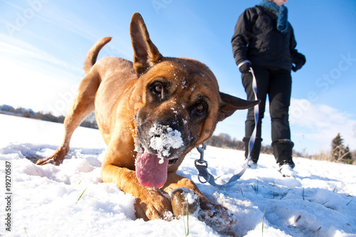 Hund im Schnee