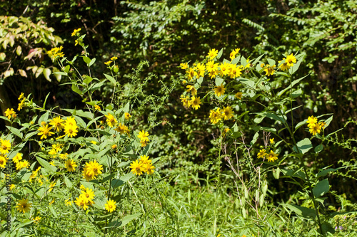 Yellow Wildflowers in Forest