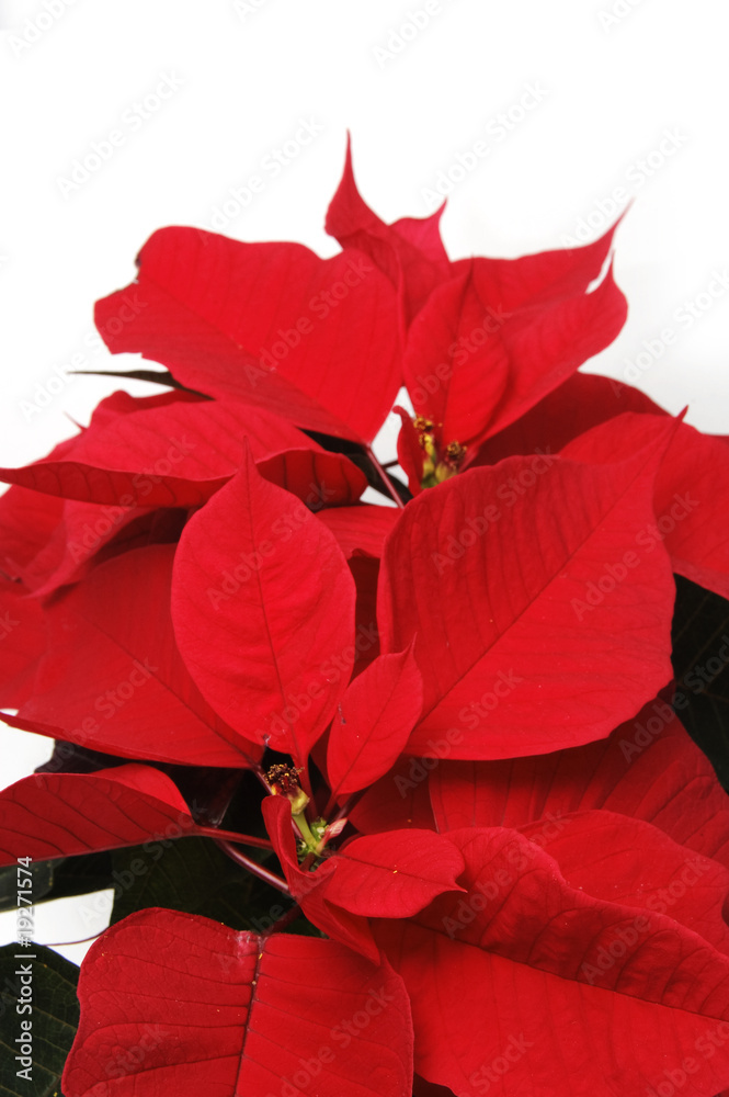 red poinsettia flowers on the white background