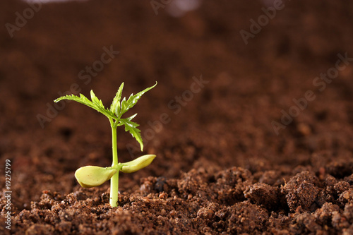Plant growing from soil