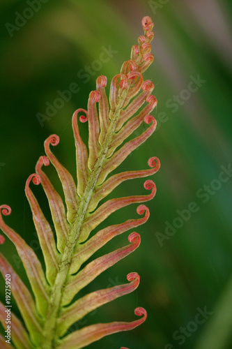 Beautiful cycad leaf for backgrounds