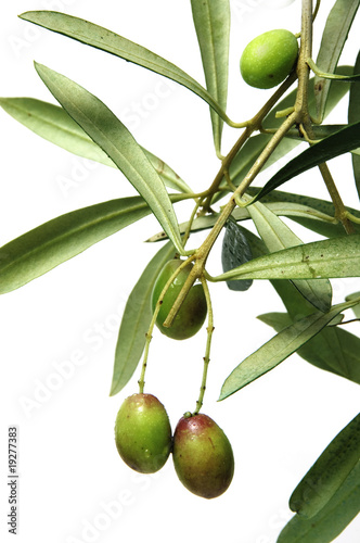aceite de oliva photo