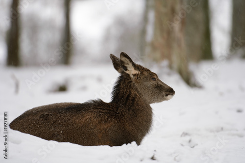 Wallpaper Mural Rothirsch Torontodigital.ca