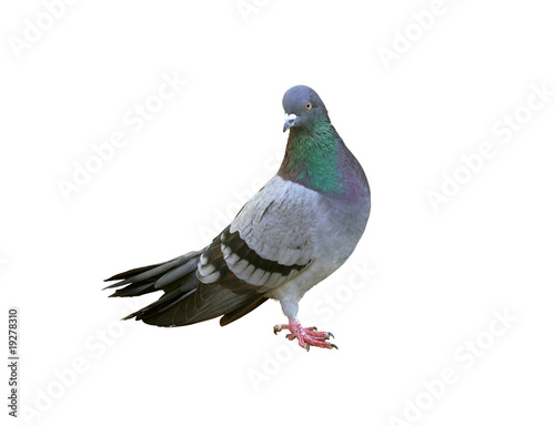 Pigeon isolated