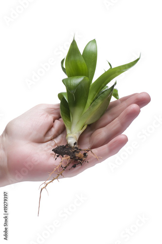 Green plant on hand on white