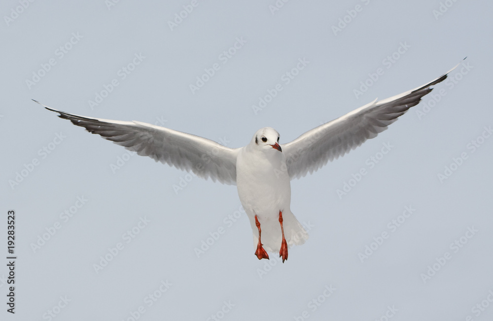 Fototapeta premium Möwe im Flug