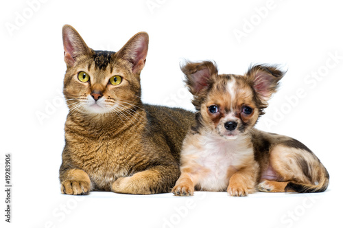 Puppy with a cat