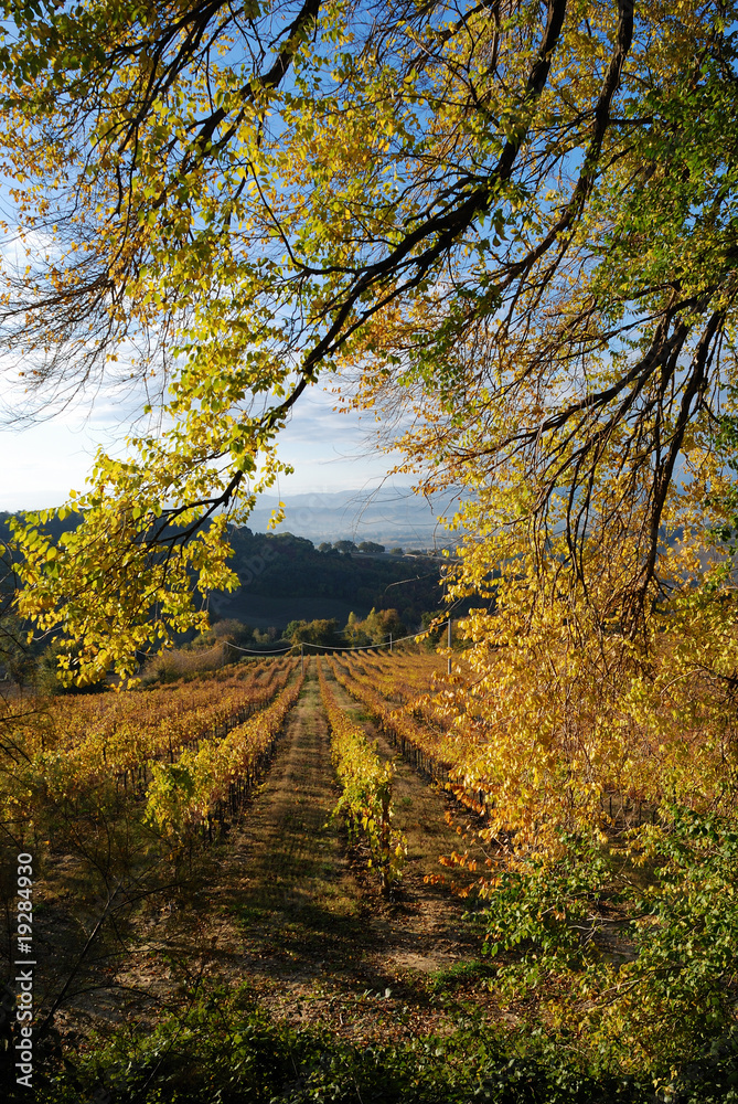 Fototapeta premium Vigna in collina