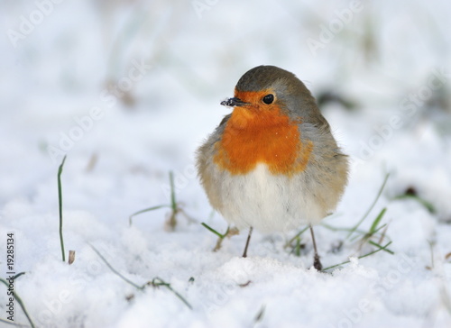 Cute robin on snow in winter © Eric Gevaert