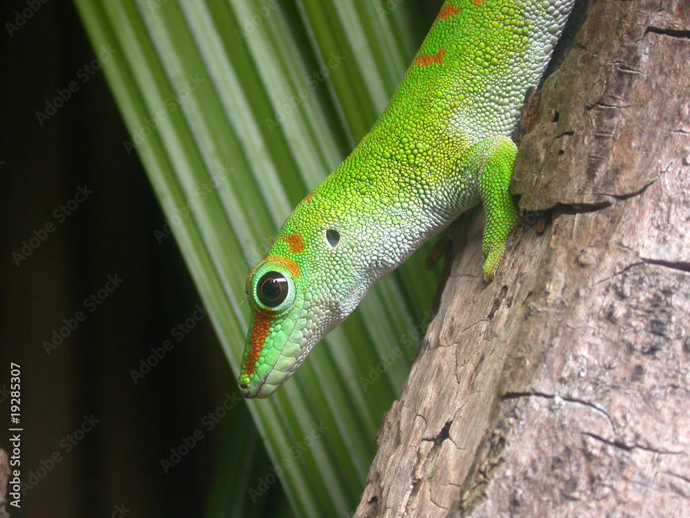 Fototapeta premium Gecko Profil @mauritius