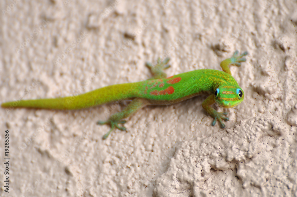 Gecko @Big Island Gecko @Big Island
