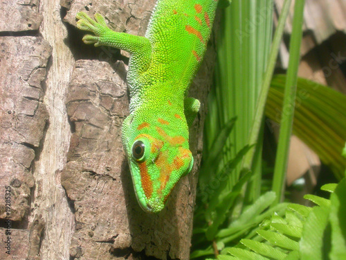Gecko halbportrait @mauritius