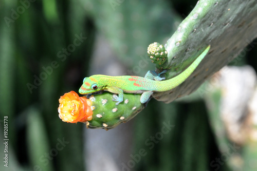 Gecko auf kaktusblüte@Hawaii