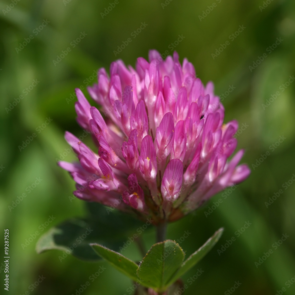 Rotklee (trifolium pratense) Rotklee (trifolium pratense)