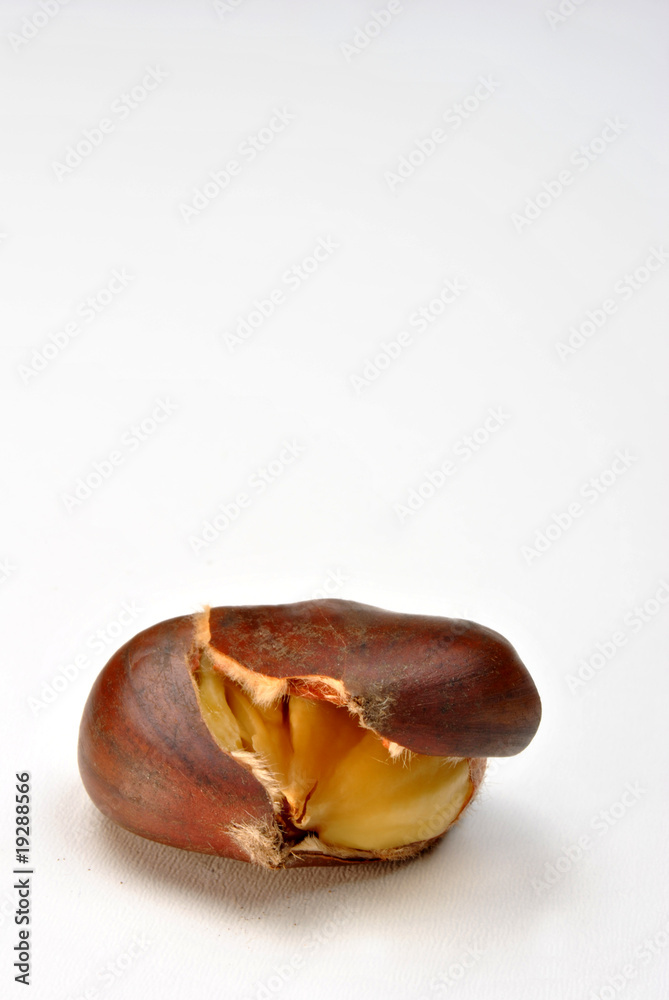 open organic sweet chestnut and white background open organic sweet chestnut and white background