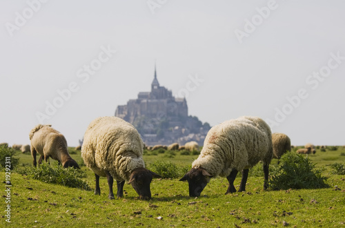 Moutons de prés salés