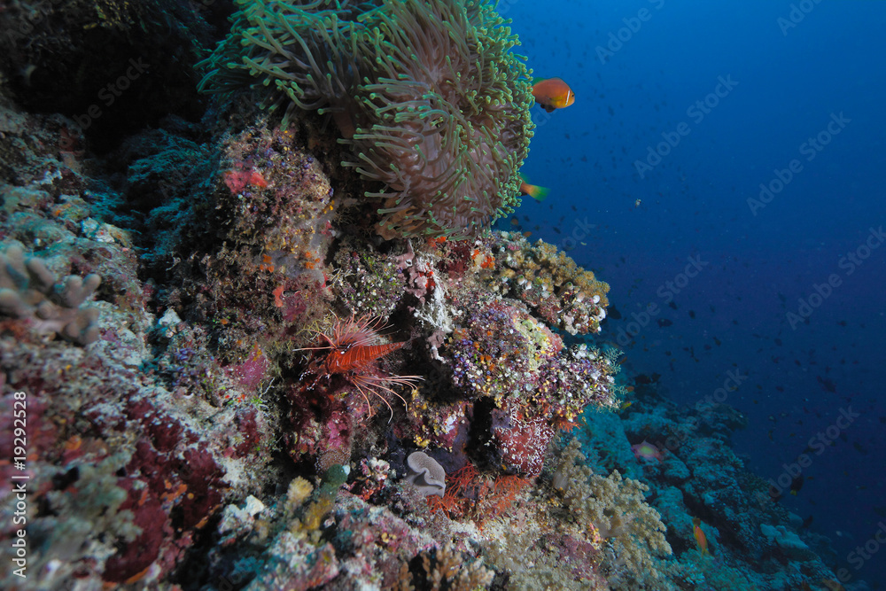 Maldive anemonefish (Amphiprion nigripes) in a sea anemone