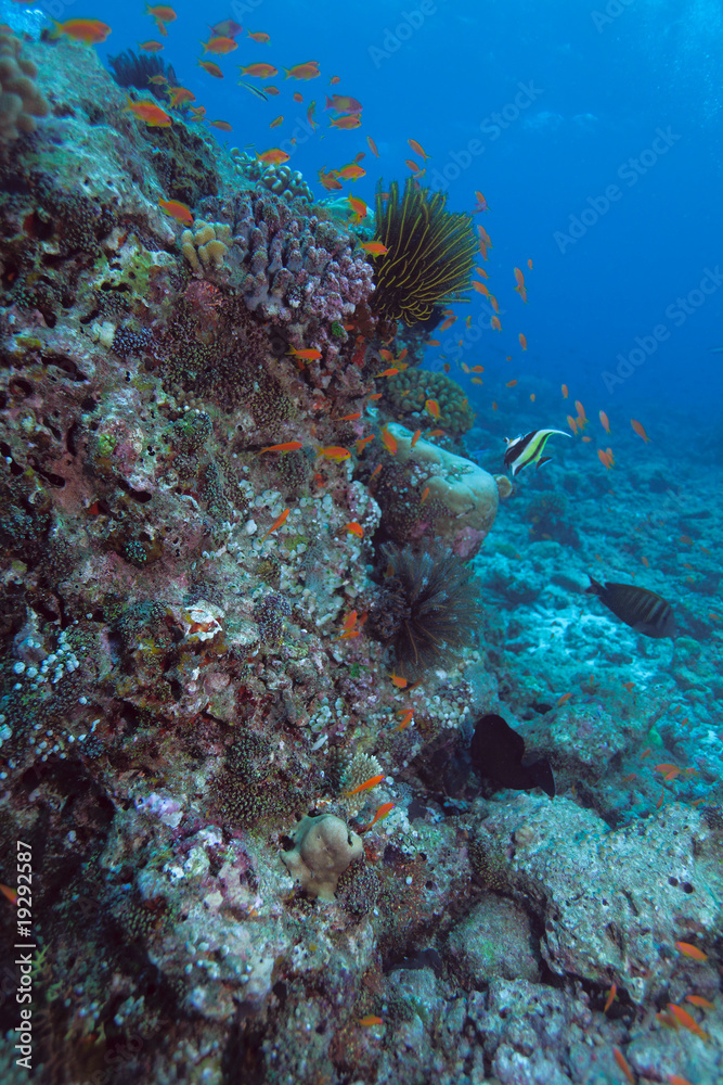 Obraz premium The moorish idol (Zanclus cornutus) near coral wall