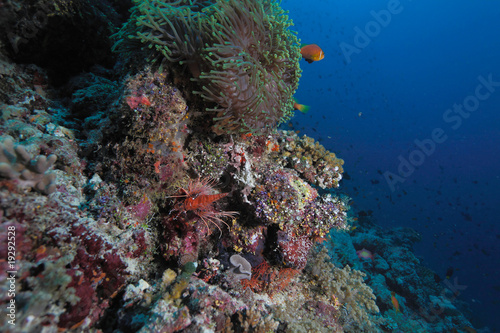 Maldive anemonefish (Amphiprion nigripes) in a sea anemone