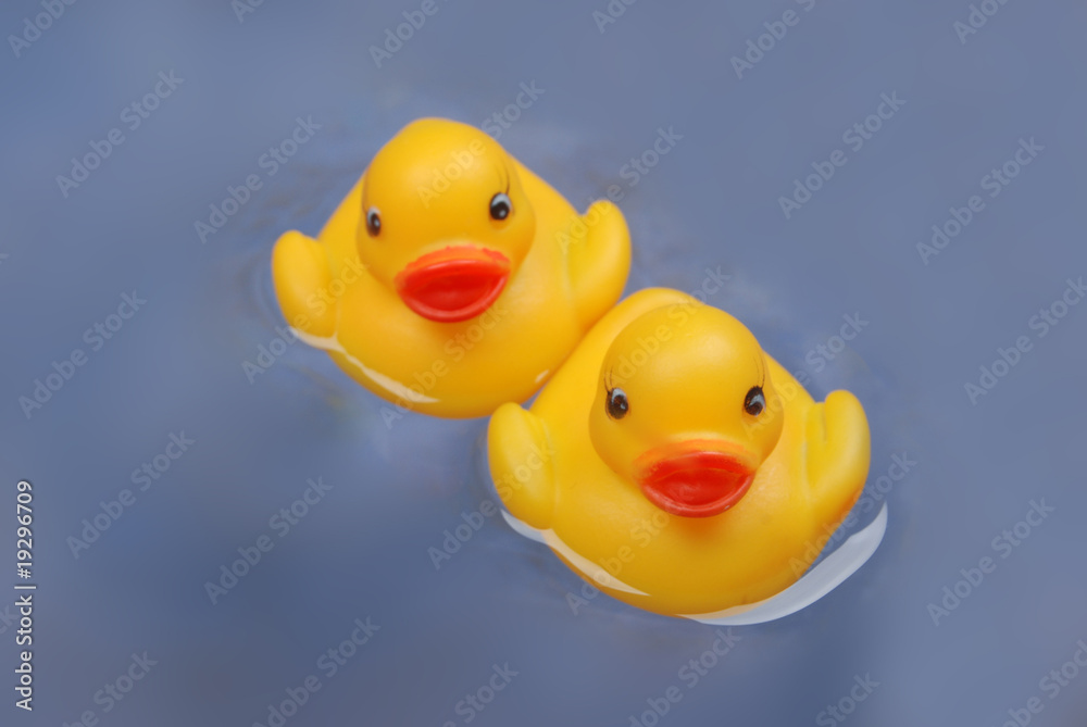 duck