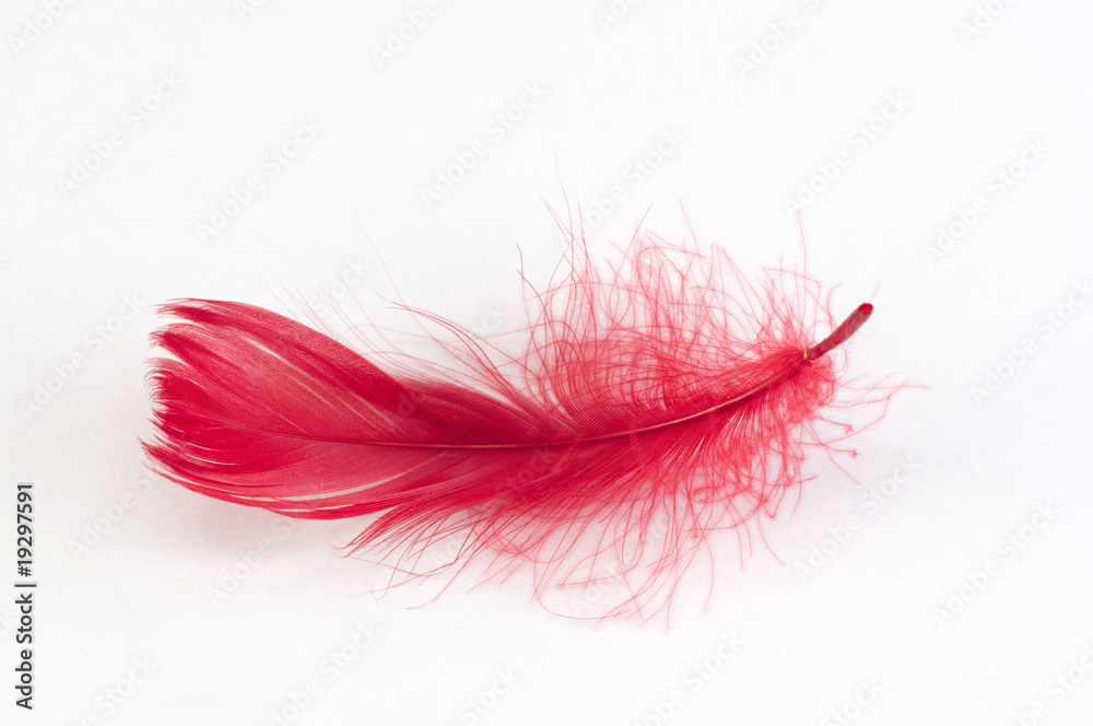 feather