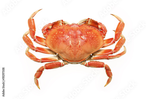 A cooked dungeness crab isolated on white. photo