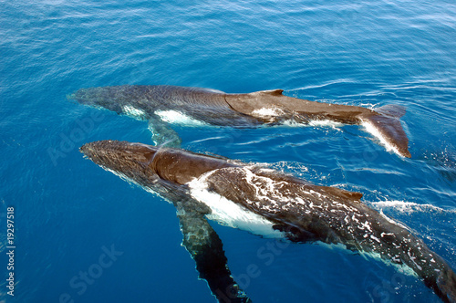 Two humpback whales