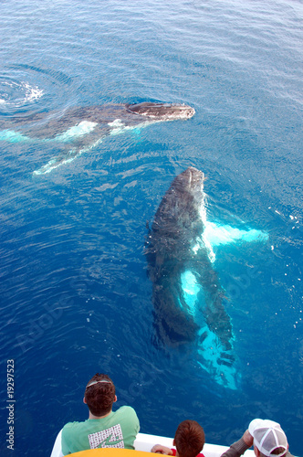 People on a whale watching trip