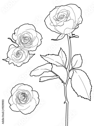 モノクロの薔薇