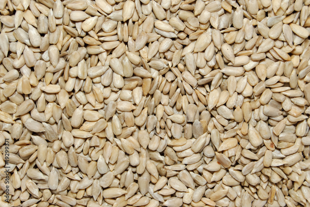 sunflower grains sunflower grains