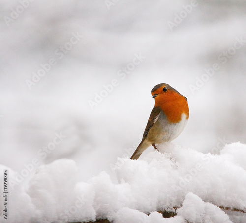 Christmas Robin