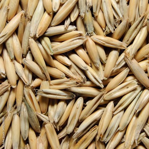 unpurified oat grains