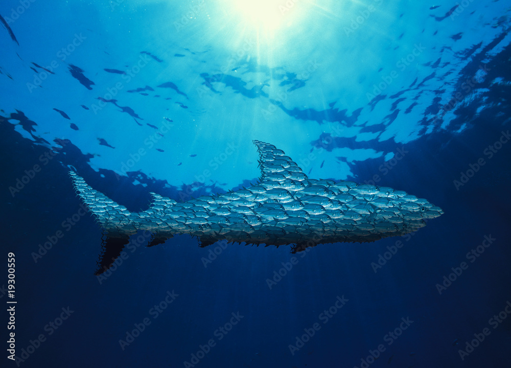 Fototapeta premium bans de poissons en forme de requin